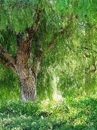 California Pepper Tree Pepper Tree Drought Resistant Trees Tree