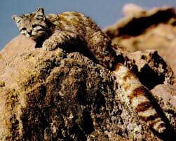 We did not find results for: Leopardus Jacobita Wikipedia La Enciclopedia Libre