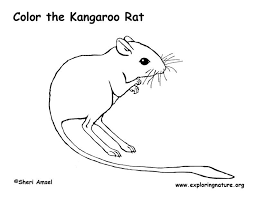 The common name derives from their bipedal form. Kangaroo Rat Coloring Page