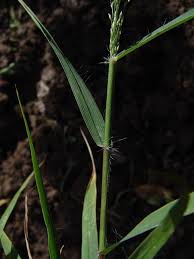 Image result for Danthoniopsis dinteri