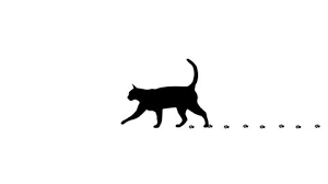 Once image colors are converted to b&w, the download button should be enabled at the bottom of preview container. Silhouette Of The Black Cat Stock Footage Video 100 Royalty Free 1006633279 Shutterstock