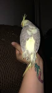 My Cockatiel Bird Has A Feather Bleeding From Its Tail And It Looks Long  And Bleedly I'M Really Scared And Afraid Because I'Ve Been... | Petcoach
