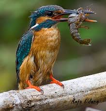 Burung hantu tua itu menengok dari lubang pohon yang digunakan sebagai pintu dan jendela. Cerita Fabel Ikan Dan Burung Tema 7 Berita Nasional Terbaru