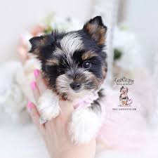 If you are in the market to buy parti yorkshire terrier for sale, it won't take you long to discover that parti yorkies for sale is an expensive breed reputable breeders can charge anywhere from $400 to $700 for each pup. Toy Or Teacup Yorkies For Sale Teacup Puppies Boutique Part 2 Teacup Puppies Yorkie Puppy Cute Teacup Puppies