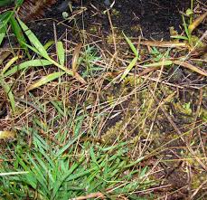 Image result for Sacciolepis indica