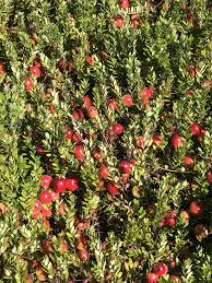 Grower Update Flying Dollar Cranberry Wisconsin Fruit Download the perfect cranberry pictures. grower update flying dollar cranberry