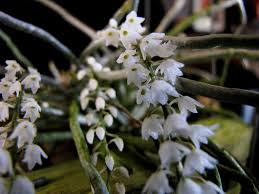 Image result for Microcoelia stolzii