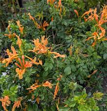 Image result for Tecoma capensis