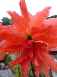Image result for Hippeastrum puniceum