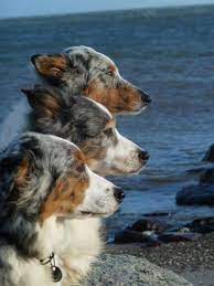 hundetrio australische schaferhunde hundefotos hunde