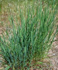 Image result for Agrostis pilgeriana