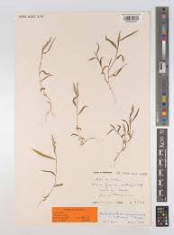 Image result for Pseudechinolaena