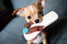Covers health, diet, behavior, training and much more. Ultimate Guide To Caring For My Chihuahua Trudog
