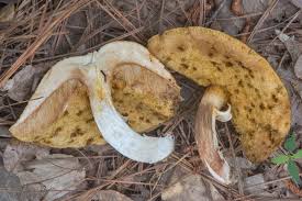 Image result for Xanthoconium sp.