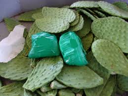You can also plant it in soil mixtures specially meant for cacti for optimum results. Agents Find 61m Worth Of Marijuana And Meth In Lime And Cactus Crates At San Diego Border Crossing Ktla