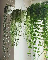 We did not find results for: 10 Formas De Decorar Con Plantas Colgantes Perfectas Para Tu Hogar En 2020 Plantas Colgantes Jardin De Hierbas Interior Decoracion Plantas
