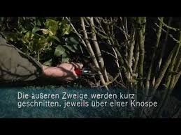 Hibiskus zurückschneiden, wann und wie ? Hibiskus Richtig Zuruckschneiden Youtube