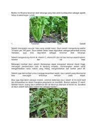 Sebelumnya, pada part 1 dan 2, bintang.com sudah memberikan beberapa tanaman obat yang berkhasiat, termasuk buah. Berikut Ini 60 Jenis Tanaman Obat Keluarga Yang Bisa Anda Budidayakan Sebagai Apotek Hidup Di Pekarangan Rumah