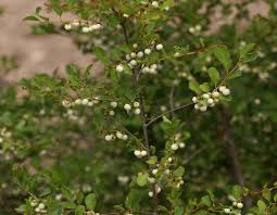 Image result for Uapaca sansibarica