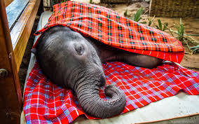 A ten-day old baby elephant lies covered in blankets after being rescued  from the Ewaso river in Samburu National Reserve. The tiny calf was spotted  running up and down the opposite bank