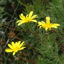 Image result for Bersama lucens