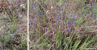 Image result for Aristea angolensis