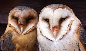 How do they do that? White Feathers Of Barn Owls Dazzles Prey Under A Full Moon Daily Mail Online