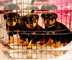 Zeus is a rottweiler cross of 6yrs. Puppyfinder Com Rottweiler Puppies Puppies For Sale Near Me In North Carolina Usa Page 1 Displays 10