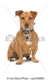 Jack Russell Terrier Black And Brown Stock Photography Of Brown Jack Russell Terrier Closeup Of Brown Jack Russell Csp3189900 Search Stock Photos Jack Russell Jack Russell Terrier Terrier