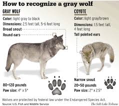 Chart Helps Viewers Distinguish Wolf From Coyote The
