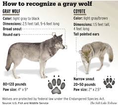 chart helps viewers distinguish wolf from coyote the