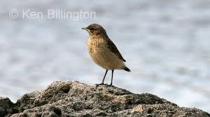 Image result for Oenanthe