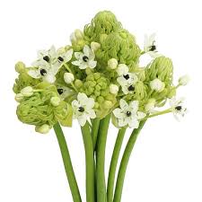 Image result for Ornithogalum