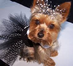 This Item Is Unavailable Etsy Dog Tutu Dog Tutu Dress Girl And Dog