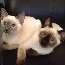 Siamese cat breeders continue to have diverging viewpoints as to what is the true appearance of a siamese cat. Siamese Cat Types