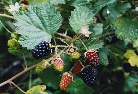 Image result for Rubus