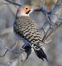 Adults are brown with black bars on the back and wings. Male Yellow Shafted Northern Flicker Naturebabe Photos Photography Animals Birds Fish Birds Woodpecker Artpal