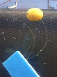 These glass fibers are firm enough to strip away tough stains and rust without. Remove Rust Stain From Glass Use Lemon Juice Magic Eraser Rub It S Gone Remove Rust Stains Homemade Cleaning Supplies Magic Eraser