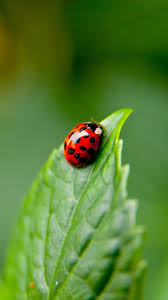 ladybug wallpaper 72 images