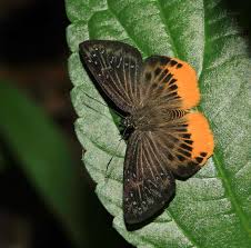 Image result for Trichoneura