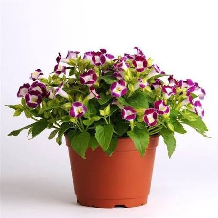 Torenia (Wishbone Flower) Sapling