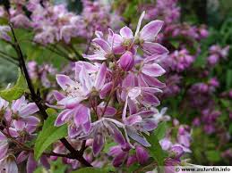 Image result for Deutzia x hybrida ′Mont Rose