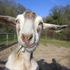 Explore disturbing legends, lore and real life encounters from goatman bridge to what is goatman? Goatman S Stream