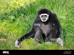 Image result for Hylebates