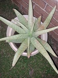 Image result for Aloe zebrina