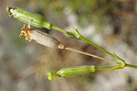 Image result for Silene burchellii