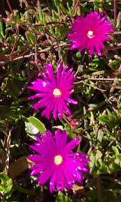 Taken right in newport beach, ca. Flowers On The Side Of The Road At Newport Beach Ca Mostbeautiful