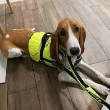 Image result for švycký honič