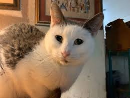 East Bay pets of the week for April 14