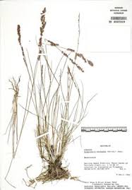 Image result for Eragrostis hispida
